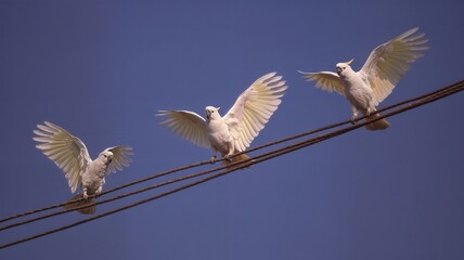 Fototapeta premium Tres cacatúos posados en un cable eléctrico contra un cielo azul intenso.
