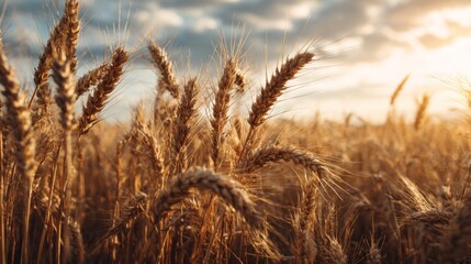 Fototapeta premium A golden wheat field under the summer sun, with a gentle breeze swaying the stalks.
