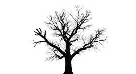 Winter Tree Branches with Frost, Transparent Background