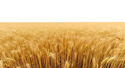 Golden Wheat Field: Nature's Harvest, Transparent Background Image