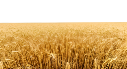 Golden Wheat Field: Nature's Harvest, Transparent Background Image