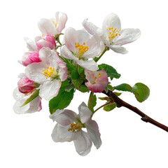 Obraz premium Apple blossoms on branch on Transparent Background.