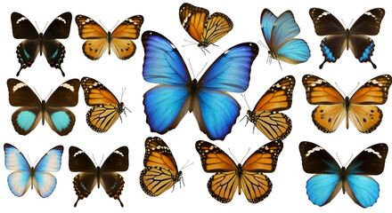 Colorful Butterflies with Transparent Backgrounds