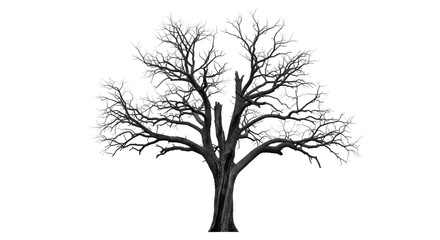 Winter Tree Branches Showcase:  Transparent Background Images for Design Projects