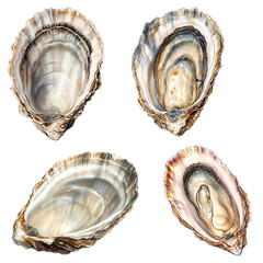 watercolor clipart set oyster clams and shells illustration seafood on transparent background crayon drawing
