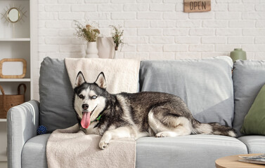 Cute Husky dog lying on sofa in living room