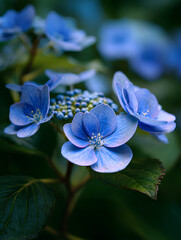 blue flower in the garden