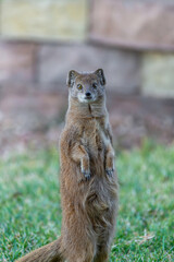 Mangouste fauve en position de garde