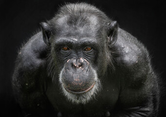 A close up of an old Chimp (Chimpanzee)