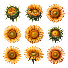 A collection of sunflowers in various stages of bloom isolated on transparent background