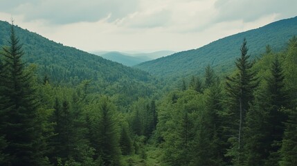 Fototapeta premium Serene mountain valley cloaked in lush evergreen forest, under a soft, cloudy sky. A tranquil scene showcasing nature's beauty
