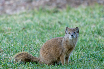 Mangouste dans un jardin