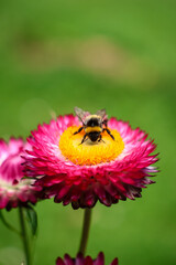 bumblebee on flower