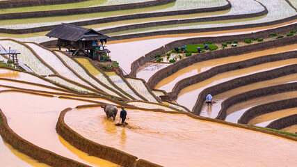  Hmong farmers prepare their fields and plant rice on terraced fields in Mu Cang Chai, Yen Bai....