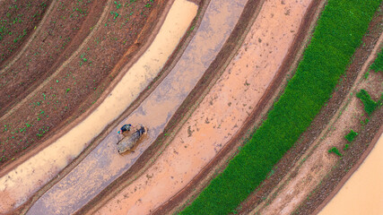  Hmong farmers prepare their fields and plant rice on terraced fields in Mu Cang Chai, Yen Bai....