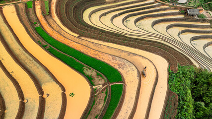  Hmong farmers prepare their fields and plant rice on terraced fields in Mu Cang Chai, Yen Bai....