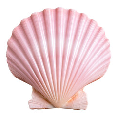 Single Pink Scallop Shell with Pearlescent Texture, Isolated on Transparent Background