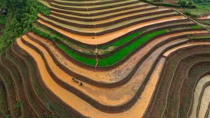  Hmong farmers prepare their fields and plant rice on terraced fields in Mu Cang Chai, Yen Bai....