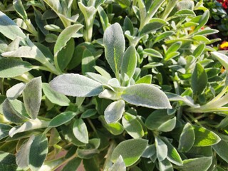 Stachys byzantina is a perennial herbaceous plant, often densely covered with grey or silvery-white hairs, popularly grown as an ornamental in gardens.