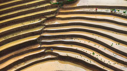  Hmong farmers prepare their fields and plant rice on terraced fields in Mu Cang Chai, Yen Bai....