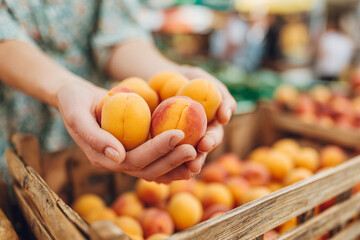 Close-up of two hands gently holding ripe apricots above a wooden crate filled with fruit, summer market background softly blurred