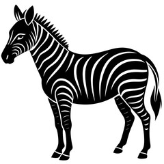 Obraz premium zebra isolated on white