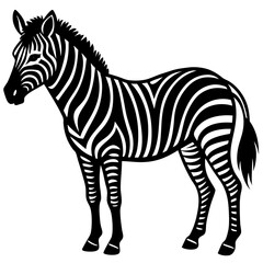 zebra isolated on white
