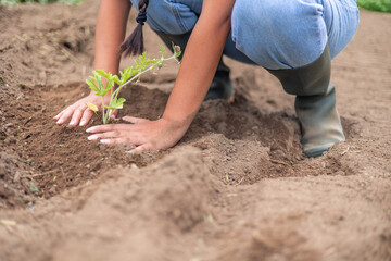 Latin farmer woman planting a seedling in the ground