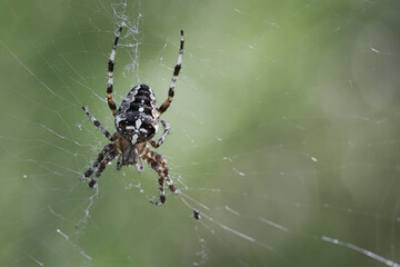 Macro shot of a cross spider on its elaborate web against a green background.