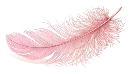 pink feather isolated on white background