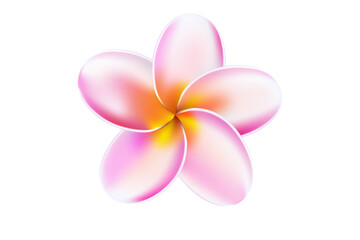 Frangipani flower
Plumeria clipart
Tropical flower PNG
Hawaiian floral design
Pink blossom illustration
