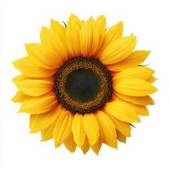 Isolated Sunflower Blossom on White Background for Summer Sale, Promotion, Wallpaper