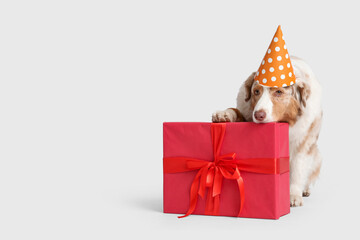 Cute Australian Shepherd dog in party hat with gift box celebrating Birthday on grey background
