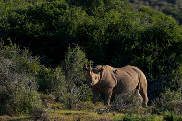 A black rhinoceros (Diceros bicornis) stands in dense Eastern Cape thicket, displaying its hooked...