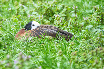 Duck with white face and dark neck lies on a meadow, harmonious nature motif.