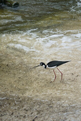 Black-necked tilapia with long pink legs strides elegantly through shallow water