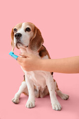 Cute dog and hand with toothbrush on pink background
