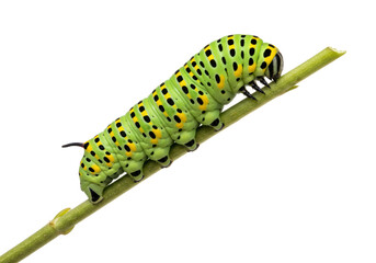 Isolated Green Caterpillar with Black Spots Crawling on Twig
