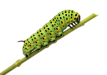 Isolated Green Caterpillar with Black Spots Crawling on Twig