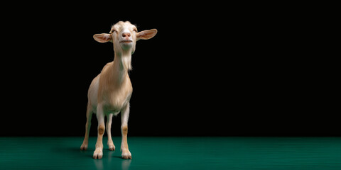 Curious Goat Studio.
