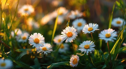 Fototapeta premium Daisies bloom in a field under sunlight. Nature background for use in spring themes