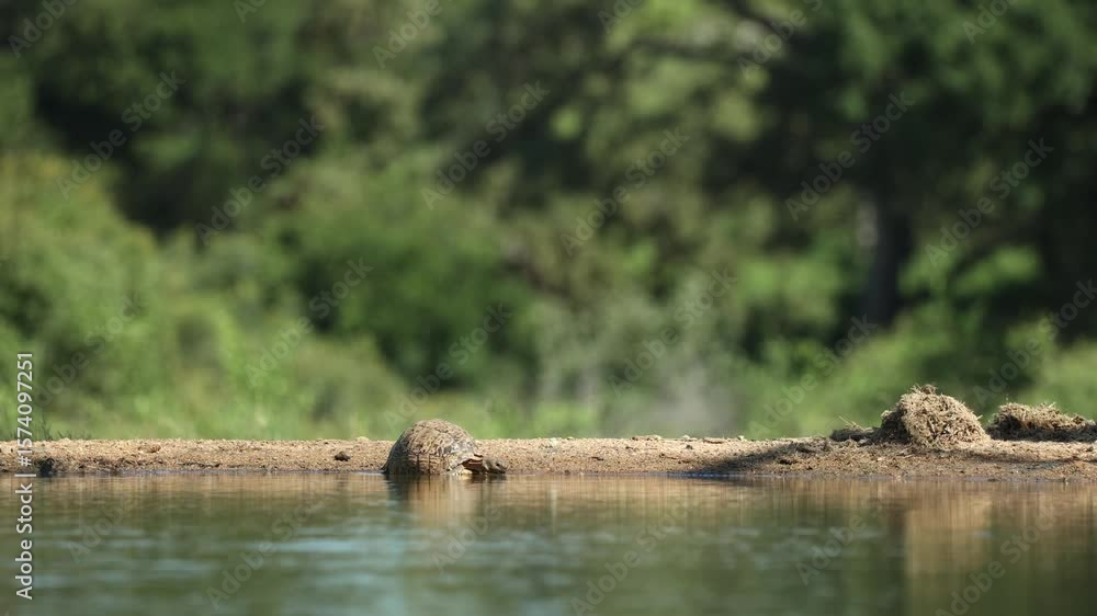 Poster wide shot of a leopard tortoise drinking at the edge of a waterhole with a blurred background full o