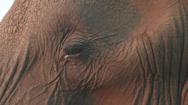 Closeup of an African elephant's eye, Mashatu Game Reserve.