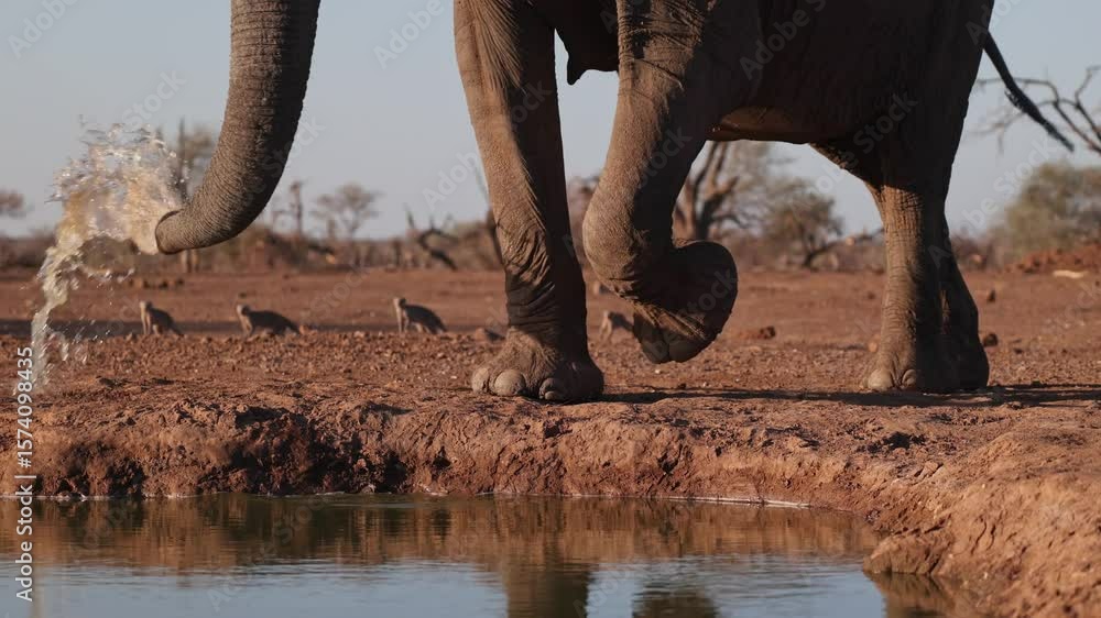 Poster medium closeup of african elephants' legs and trunk while drinking while a group of banded mongooses
