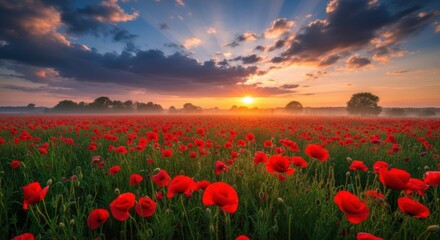 Fototapeta premium Vibrant red poppy field bathed in golden sunrise light with dramatic cloudy sky