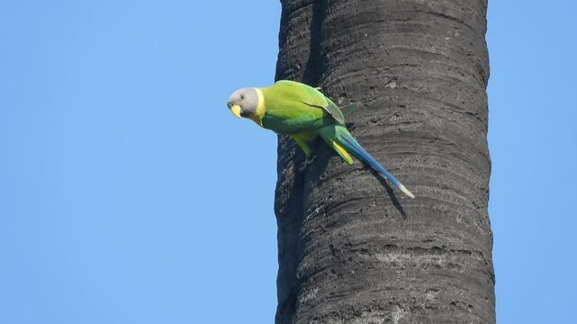 Parrot relaxing on tree - green color .