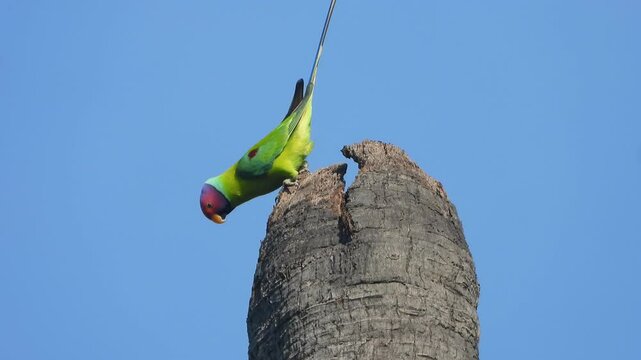 parrot chilling on tree .