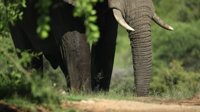 Medium shot of an African elephant's trunk and legs while spaying water over his body. A low angle filmed from a photographic hide, Greater Kruger.