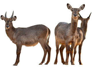 deer isolated on white background,  front view