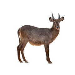Waterbuck isolated on white background. Side view.